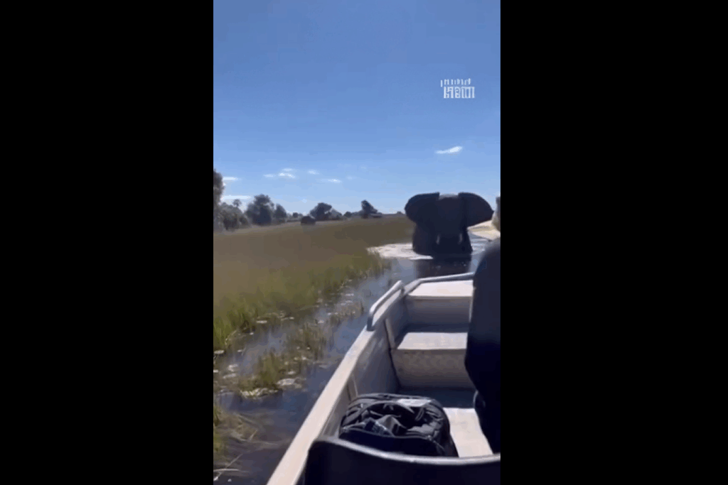 Στιγμές τρόμου στον ποταμό Okavango: Ελέφαντας σήκωσε με τους χαυλιόδοντές του τουριστικό σκάφος με Βρετανούς τουρίστες!