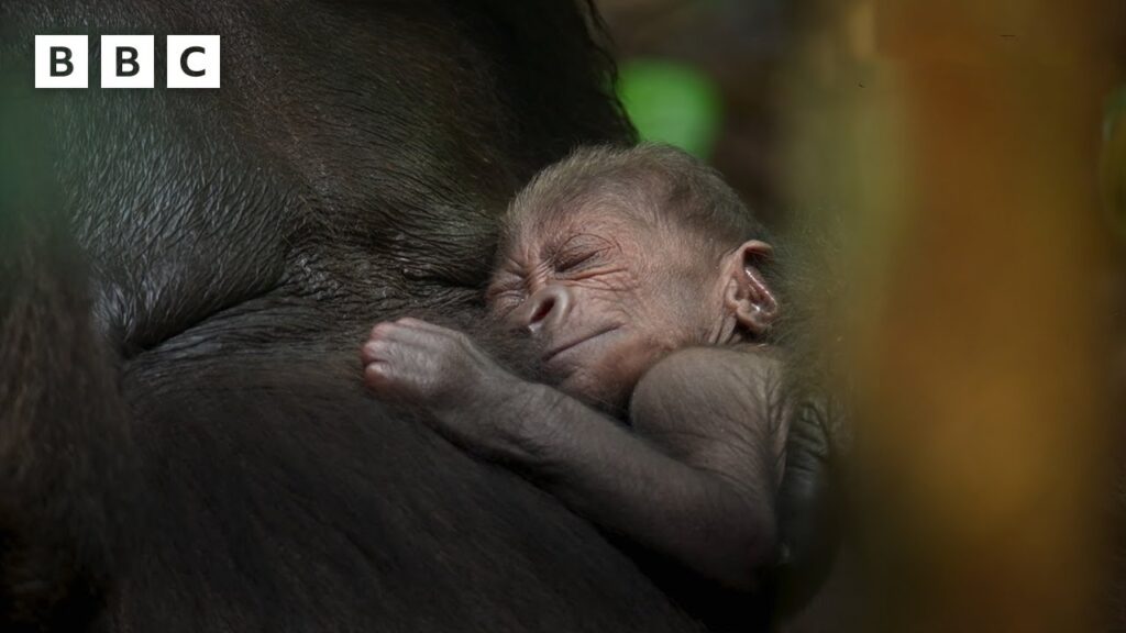 Parenthood: Στη νέα του σειρά Sir David Attenborough στο BBC ορισμένες σκηνές γυρίστηκαν σε ενυδρεία