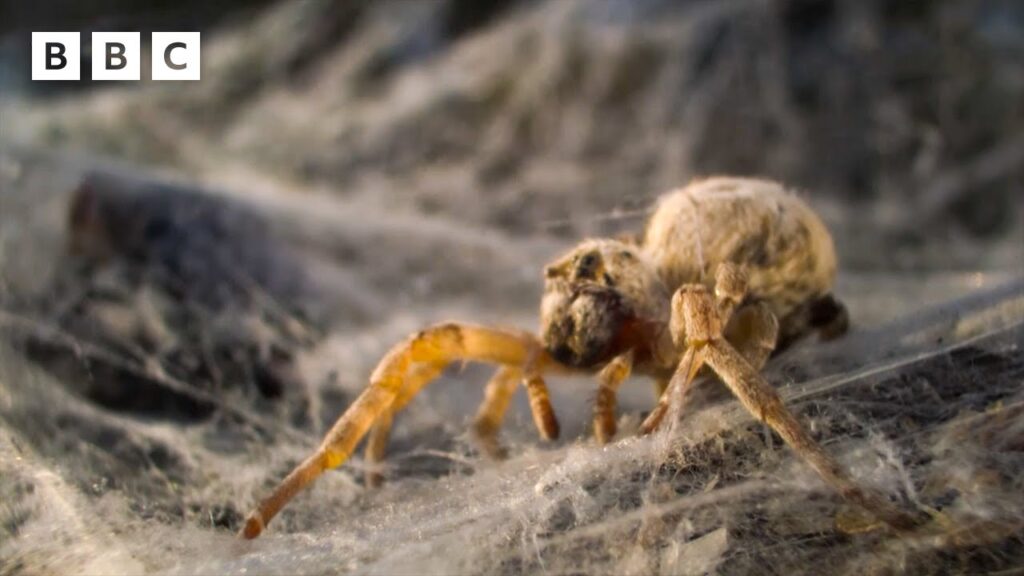 Πάνω από 1.000 μωρά αράχνες καταγράφονται να τρώνε τη μητέρα τους: Συγκλονιστικό ντοκουμέντο από το BBC