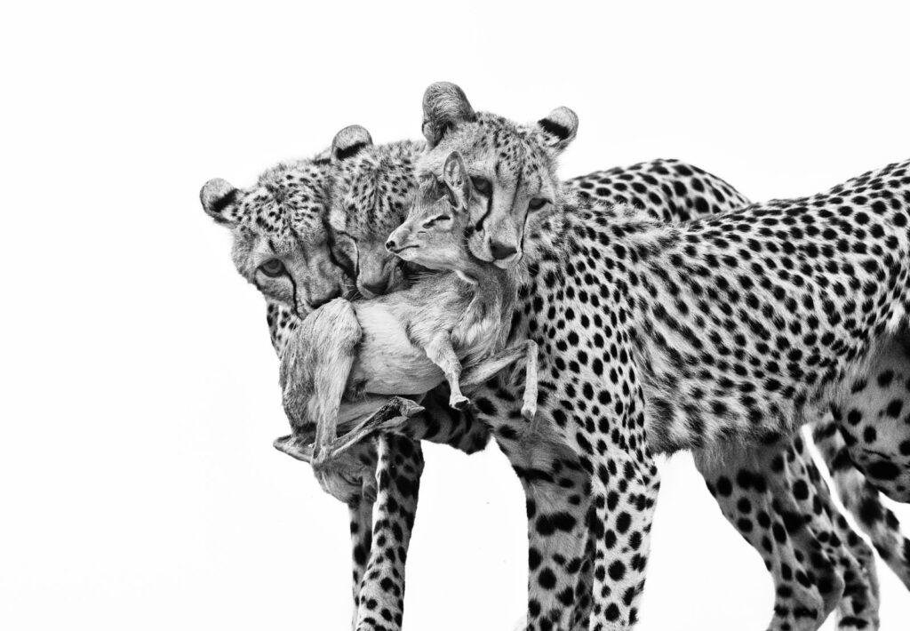 Wildlife Photographer of the Year 2025: Οι 15 πρώτες μαγευτικές εικόνες