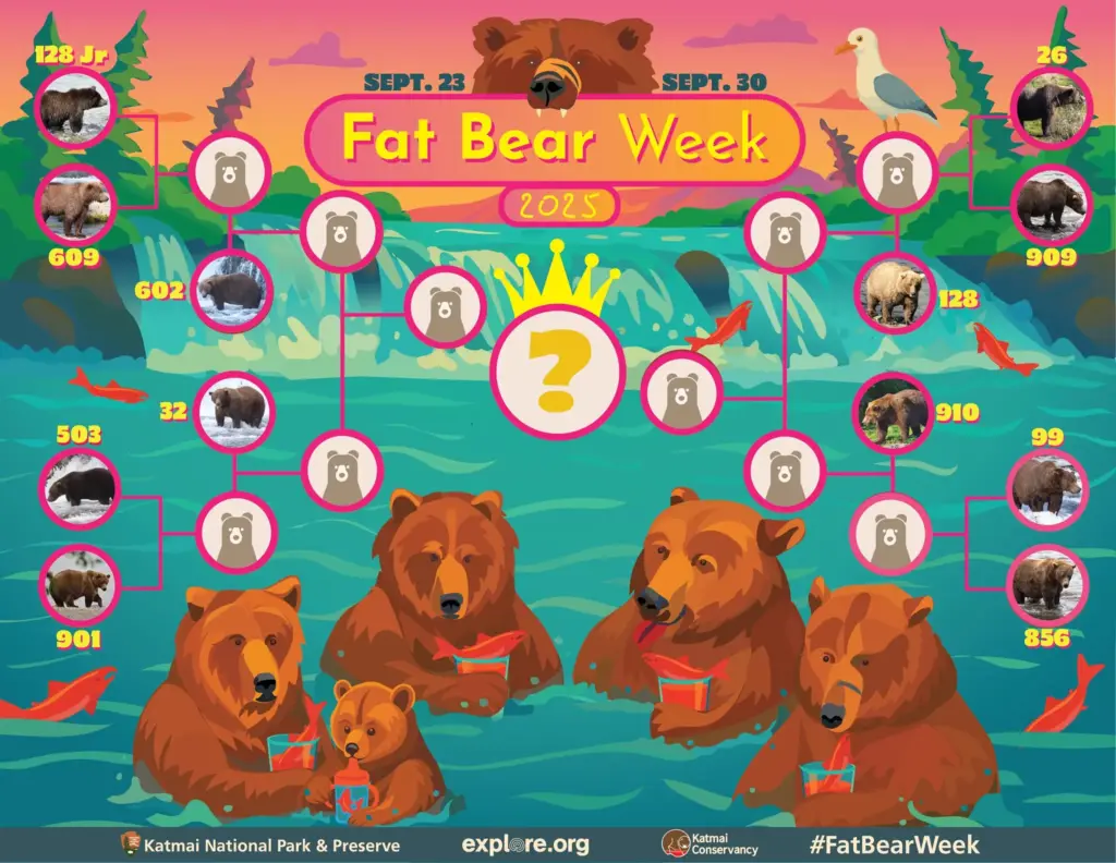 Fat Bear Week 2025: Οι «υποψήφιοι» φωτογραφίζονται στην Αλάσκα