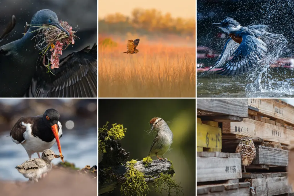 Audubon Photography Awards 2025: Οι μεγάλοι νικητές και οι εικόνες που ξεπερνούν σύνορα