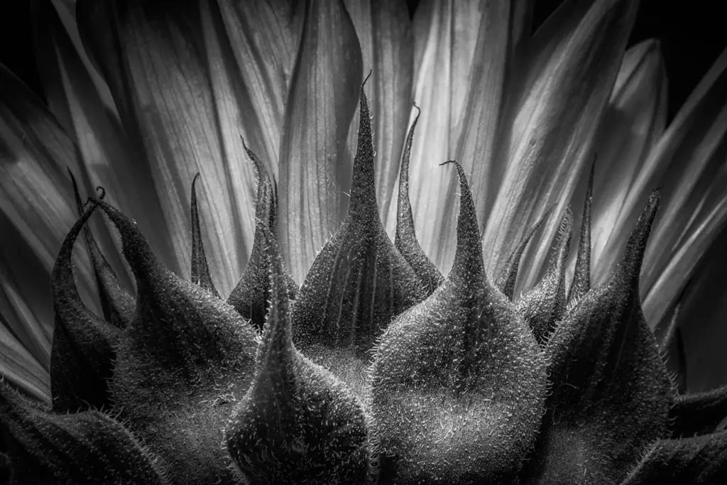 Art of Black & White – Dramatic Lighting – Your Perfect Shot: Τριπλή Έκθεση Φωτογραφίας GuruShots