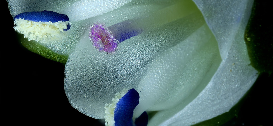 Nikon Small World in Motion 2025: Απίστευτα τα βίντεο των νικητών από τον μικρόκοσμο του πλανήτη