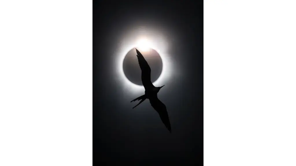 Ο Bird Photographer of the Year 2025 ανέδειξε τους μεγάλους νικητές με συγκλονιστικές εικόνες πτηνών από όλο τον κόσμο