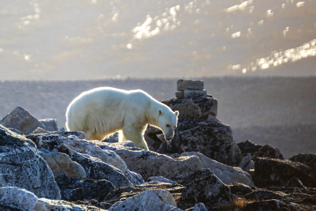 Ο φωτογράφος Christopher Best σκοτώθηκε από δύο Πολικές Αρκούδες σε απομονωμένο φυλάκιο του Αρκτικού