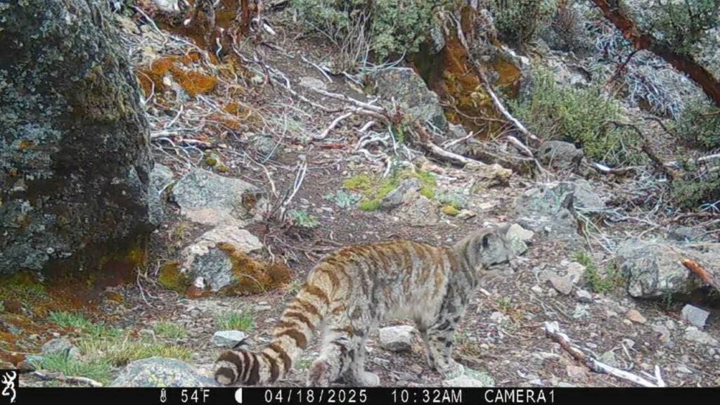 Τrail camera αποκάλυψε μια αθέατη οικογένεια ορεινών αιλουροειδών στις Άνδεις