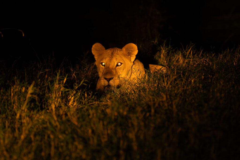 Λιοντάρι σκότωσε μία γυναίκα που προσπάθησε να το φωτογραφίσει μέσα από τζιπ στην Αφρική