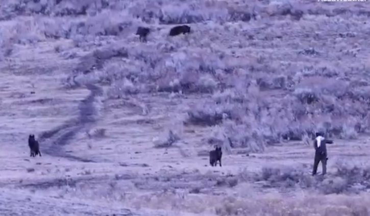 Ο άνθρωπος που προκάλεσε αγέλη λύκων στο Yellowstone και γλίτωσε