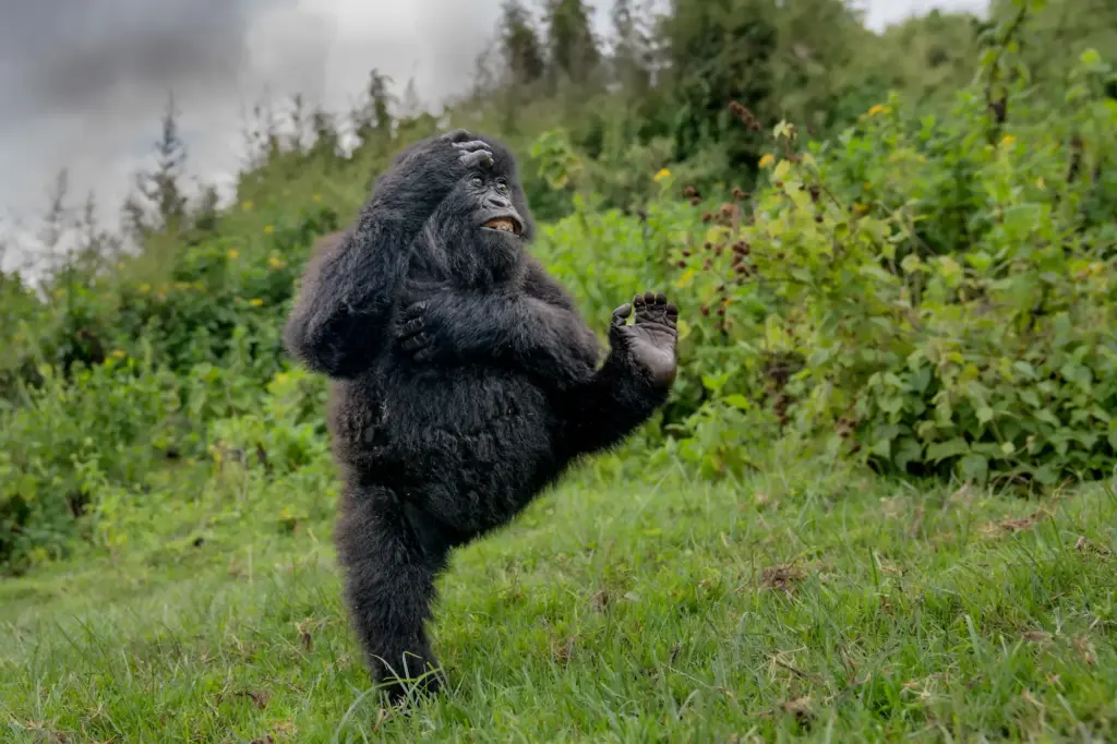 Τα Nikon Comedy Wildlife Awards 2025 ανέδειξαν το «High Five» ως τη φετινή κορυφαία ξεκαρδιστική λήψη άγριας ζωής