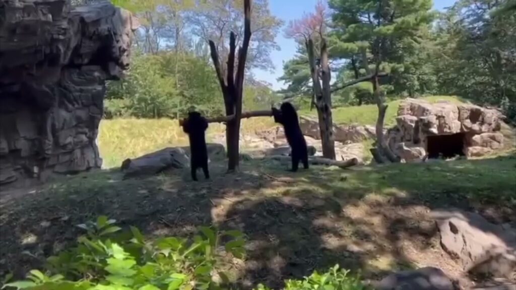 Το απίστευτο βίντεο με Αρκούδες των Άνδεων που παίζουν τραμπάλα με κλαδί