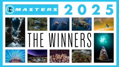 Οι εικόνες που ξεχώρισαν στην υποβρύχια φωτογραφία το 2025