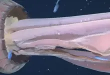 Γιγάντια μέδουσα-φάντασμα σε βαθιά θάλασσα, φωτισμένη από ROV ανοικτά της Αργεντινής