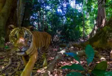 Τίγρη της Μαλαισίας καταγράφεται από παγίδα κάμερας σε τροπικό δάσος