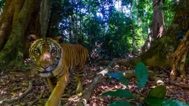 Τίγρη της Μαλαισίας καταγράφεται από παγίδα κάμερας σε τροπικό δάσος