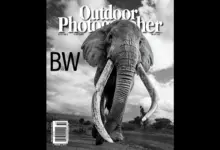 Ο Craig, ο θρυλικός «super tusker» ελέφαντας του Amboseli, σε ασπρόμαυρο πορτρέτο με τεράστιους χαυλιόδοντες.