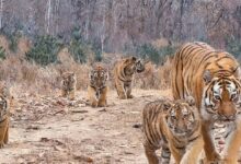 Τίγρη της Σιβηρίας με πέντε μικρά καταγεγραμμένα από κάμερα παγίδα σε δάσος της βορειοανατολικής Κίνας