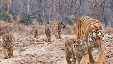 Τίγρη της Σιβηρίας με πέντε μικρά καταγεγραμμένα από κάμερα παγίδα σε δάσος της βορειοανατολικής Κίνας