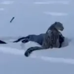 Λεοπάρδαλη του χιονιού σε χιονισμένο τοπίο κρατάει μία τουρίστρια σε χιονοδρομικό κέντρο