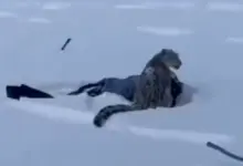 Λεοπάρδαλη του χιονιού σε χιονισμένο τοπίο κρατάει μία τουρίστρια σε χιονοδρομικό κέντρο