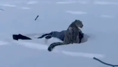 Λεοπάρδαλη του χιονιού σε χιονισμένο τοπίο κρατάει μία τουρίστρια σε χιονοδρομικό κέντρο