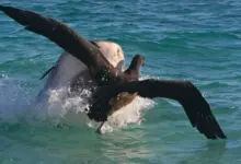 Τίγρης καρχαρίας επιτίθεται σε νεαρό άλμπατρο στην επιφάνεια της θάλασσας