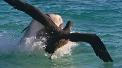 Τίγρης καρχαρίας επιτίθεται σε νεαρό άλμπατρο στην επιφάνεια της θάλασσας