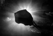 Ο Τίμος Λύτρας στη συνέντευξη για το “Is This Your Dream?”