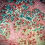 Νικητήριο έργο του Close-Up Photographer of the Year 7 με υποβρύχια φωτογραφία μέσα σε κοράλλι