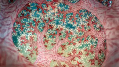 Νικητήριο έργο του Close-Up Photographer of the Year 7 με υποβρύχια φωτογραφία μέσα σε κοράλλι