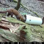 Κουνάβι Humboldt σε δασικό περιβάλλον της βόρειας Καλιφόρνιας, καταγεγραμμένο από απομακρυσμένη κάμερα