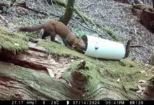 Κουνάβι Humboldt σε δασικό περιβάλλον της βόρειας Καλιφόρνιας, καταγεγραμμένο από απομακρυσμένη κάμερα