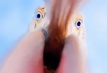 Αργυροπελεκάνοι στη Λίμνη Κερκίνη σε χειμερινές συνθήκες