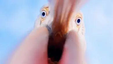 Αργυροπελεκάνοι στη Λίμνη Κερκίνη σε χειμερινές συνθήκες