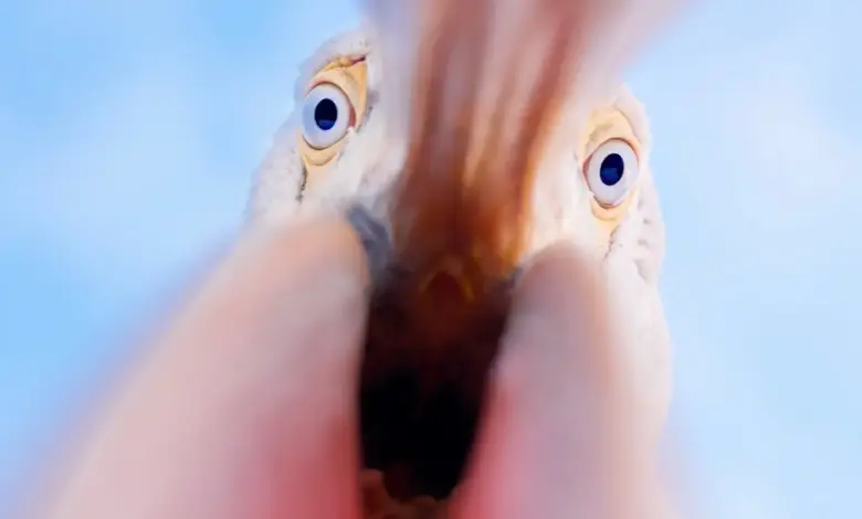 Αργυροπελεκάνοι στη Λίμνη Κερκίνη σε χειμερινές συνθήκες