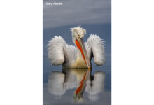 Αργυροπελεκάνος στην Κερκίνη με νερό και αντανάκλαση