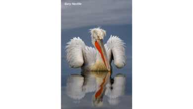 Αργυροπελεκάνος στην Κερκίνη με νερό και αντανάκλαση