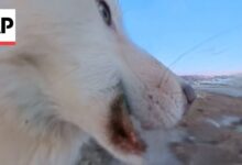 Σκυλί έλκηθρου τρέχει στο χιόνι κρατώντας 360° κάμερα στο στόμα