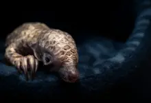 Συλλογή από τις 24 τελικές φωτογραφίες του Wildlife Photographer of the Year 2025 με σκηνές άγριας ζωής και περιβαλλοντικά θέματα.