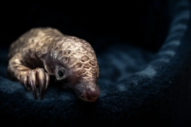 Συλλογή από τις 24 τελικές φωτογραφίες του Wildlife Photographer of the Year 2025 με σκηνές άγριας ζωής και περιβαλλοντικά θέματα.