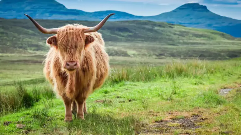 Αγελάδα Highland σε λιβάδι, στο επίκεντρο συζήτησης για selfies επισκεπτών
