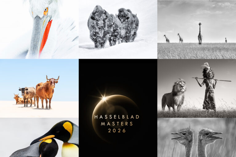 Κολάζ φιναλίστ του Hasselblad Masters 2026 με εικόνα πελεκάνου από την Κερκίνη στην κατηγορία Άγρια Ζωή