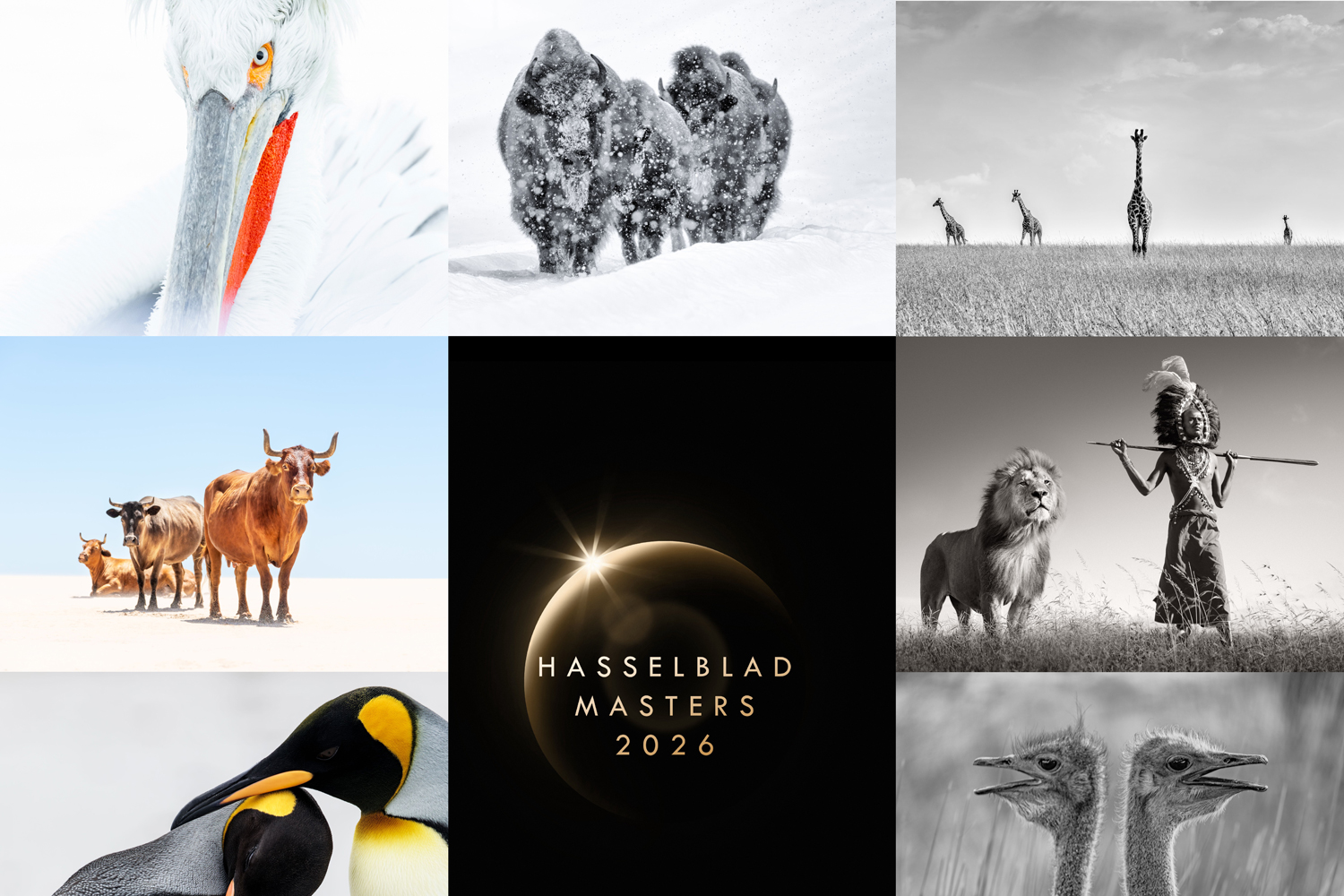 Κολάζ φιναλίστ του Hasselblad Masters 2026 με εικόνα πελεκάνου από την Κερκίνη στην κατηγορία Άγρια Ζωή