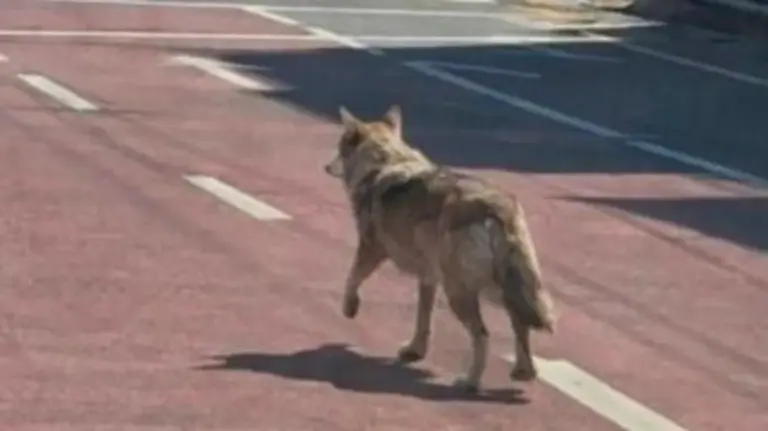 Ψεύτικη εικόνα τεχνητής νοημοσύνης με λύκο σε δρόμο που παραπλάνησε τις Αρχές στη Νότια Κορέα