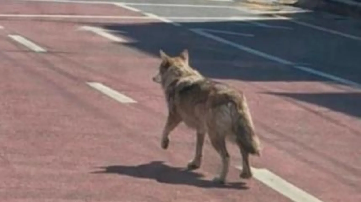 Ψεύτικη εικόνα τεχνητής νοημοσύνης με λύκο σε δρόμο που παραπλάνησε τις Αρχές στη Νότια Κορέα