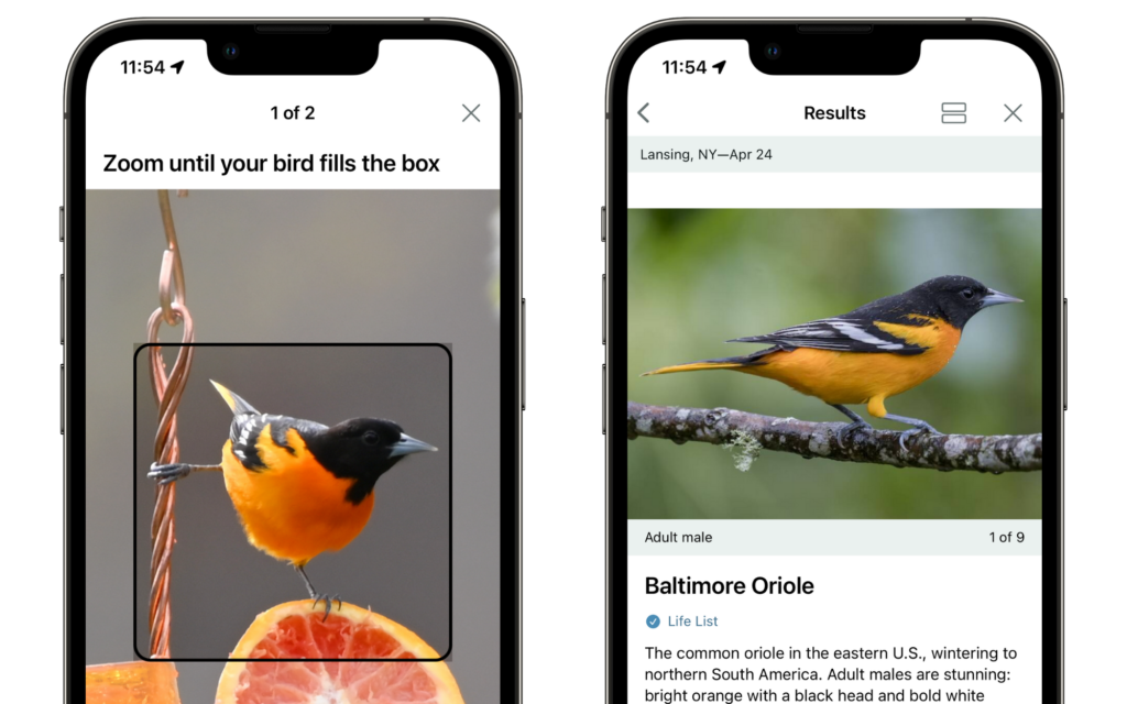 Merlin Bird ID