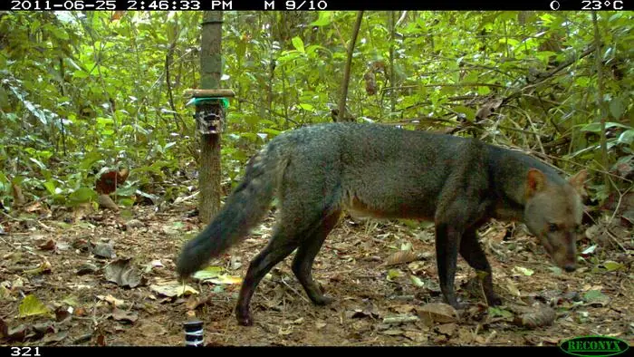 The Amazon’s Ghost Dog Was Recorded 594 Times