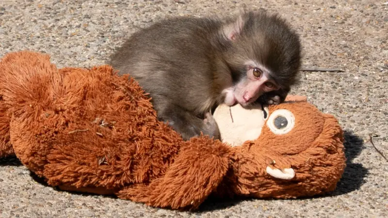 One Viral Monkey, Two Tourists, and an Incident Changing Everything at the Zoo