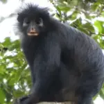 Ο πίθηκος Colobus congoensis με τα χαρακτηριστικά πορτοκαλί χείλη στο τροπικό δάσος του Κονγκό
