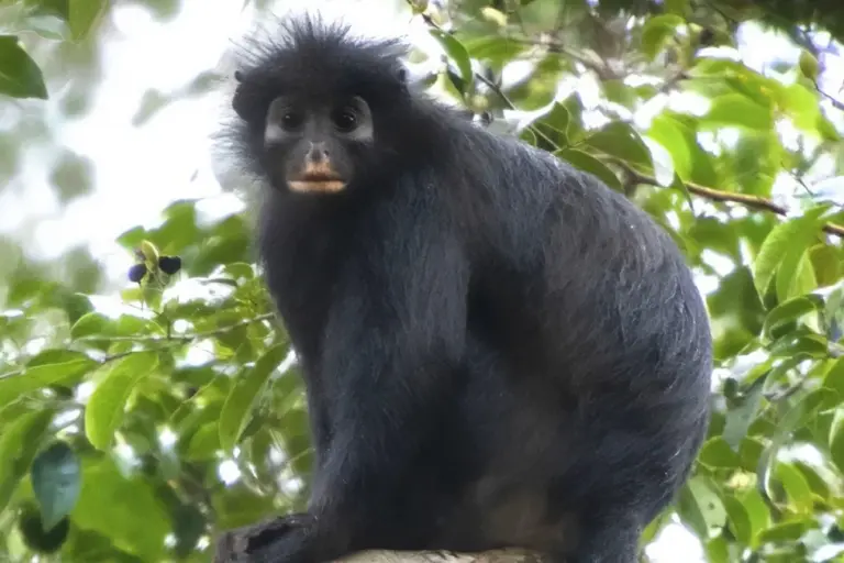 Ο πίθηκος Colobus congoensis με τα χαρακτηριστικά πορτοκαλί χείλη στο τροπικό δάσος του Κονγκό